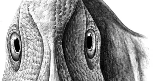 У утконосого динозавра могла быть доброкачественная опухоль