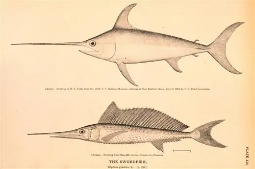 Рыба-меч может смазывать голову жиром, чтобы плавать быстрее