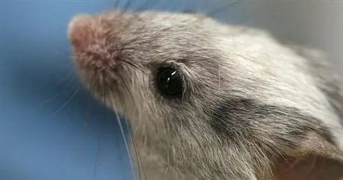 Вкусовые рецепторы обнаружены в яичках мышей. вкусы?