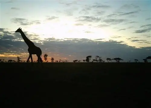 Вот что делают животные Серенгети, когда никто не смотрит