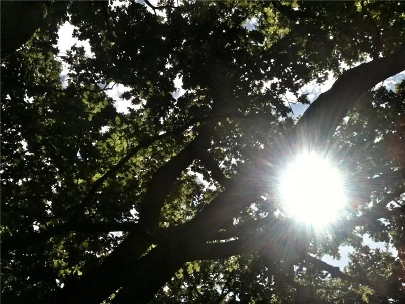 Велосипедист избежал смерти на «дюйм или два», когда с дерева упала полутонная ветка