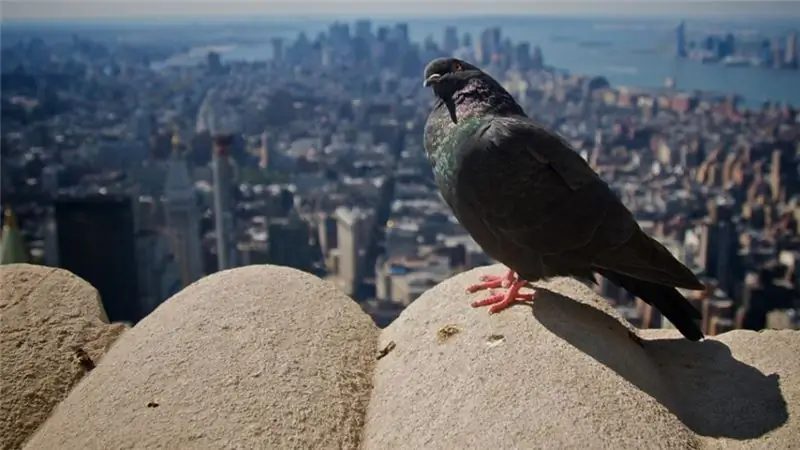 Быстрее, чем Cav в спринте - Голуби получают свой собственный Тур де Франс