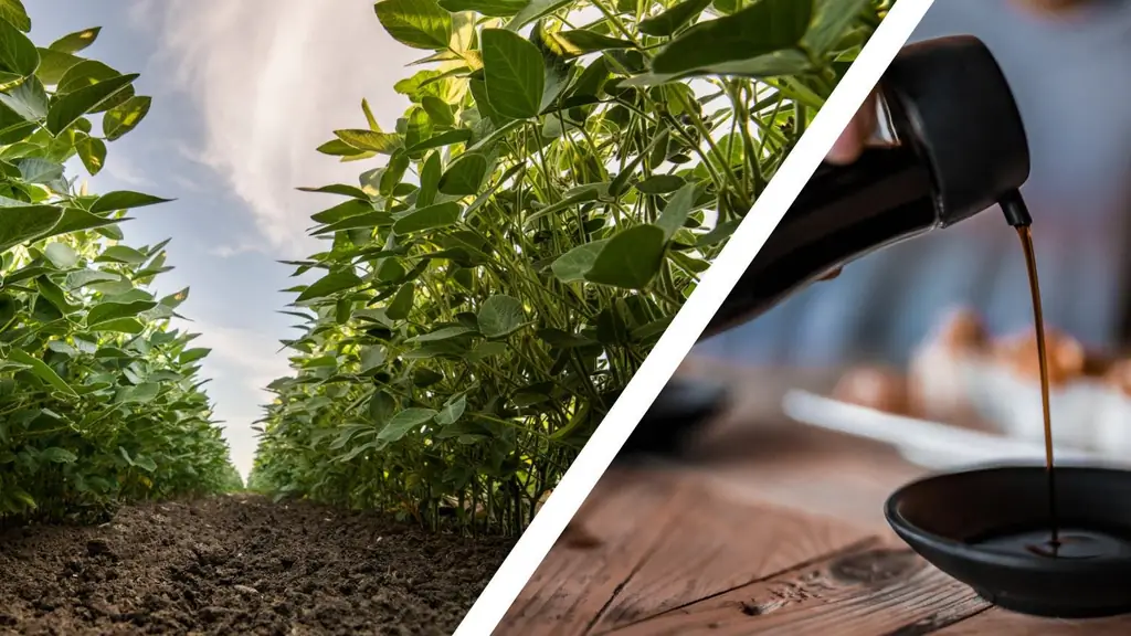 Доза исследований: умами, квинтэссенция острого вкуса