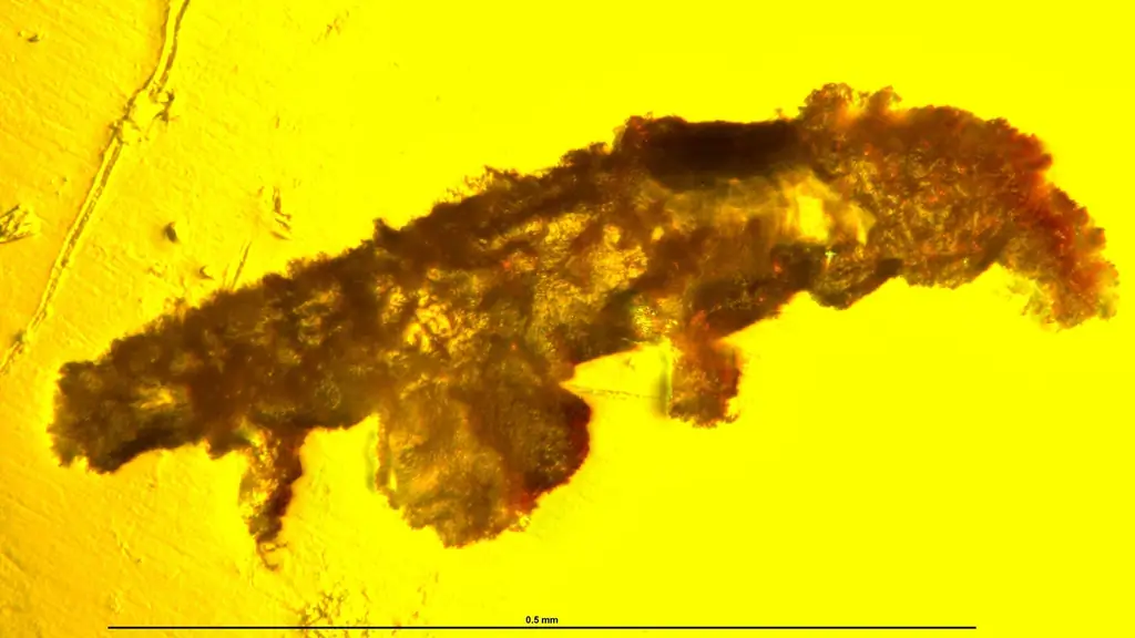 Редкая находка: тихоходка, сохранившаяся в янтаре