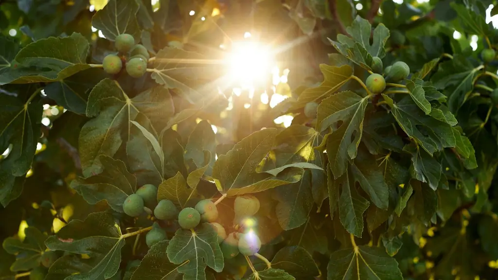 Насекомые: инжир