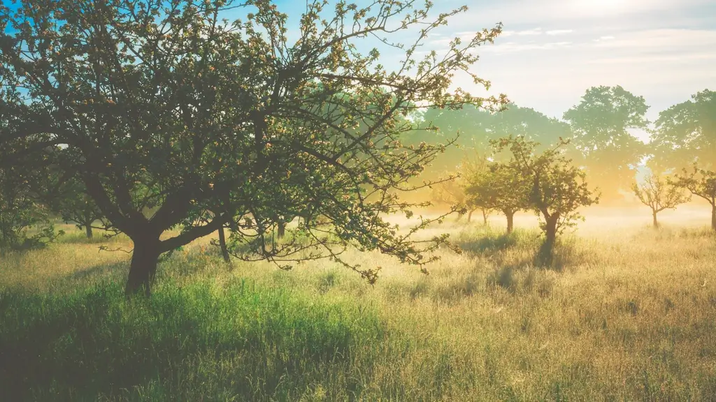 Сады: Хорошие фрукты так близко