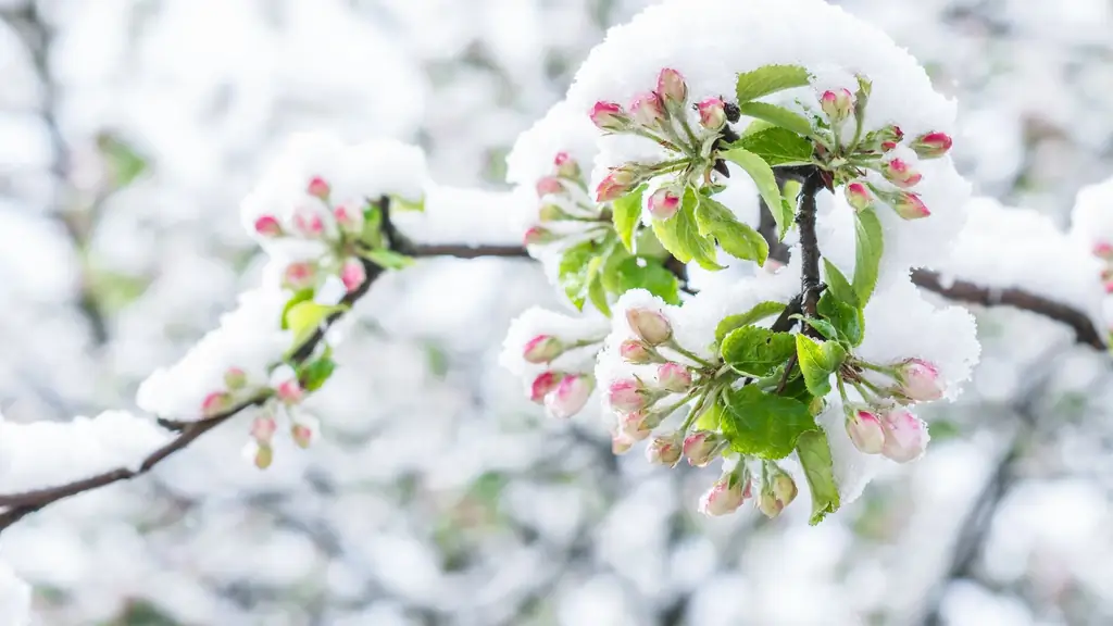 Холодный апрель повредил цветение плодов
