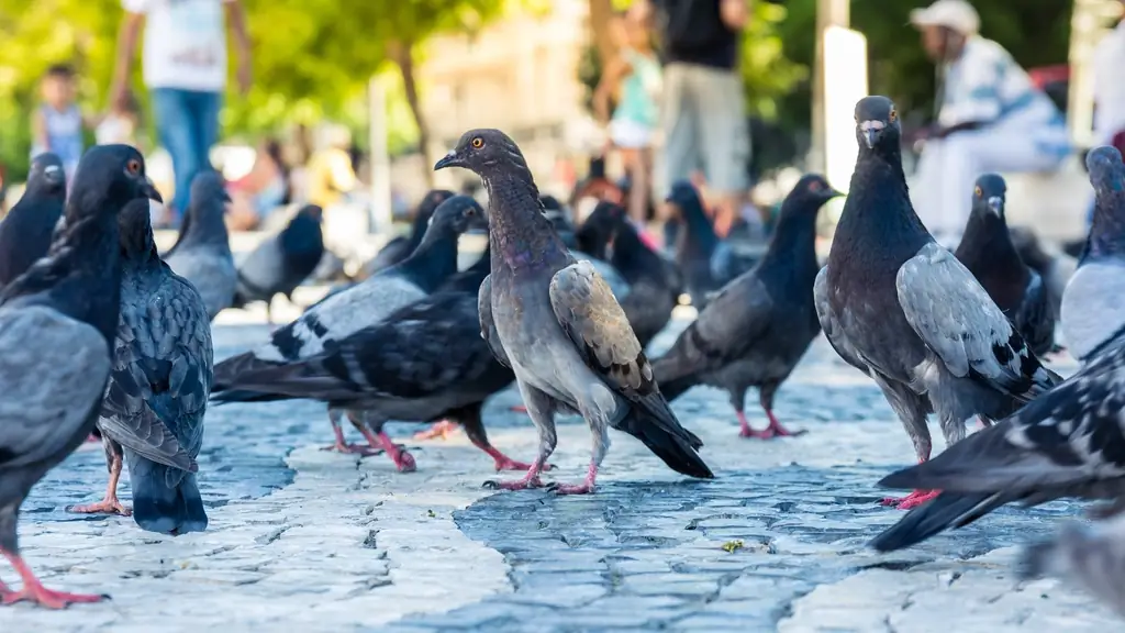 Может ли голубь стать птицей года?