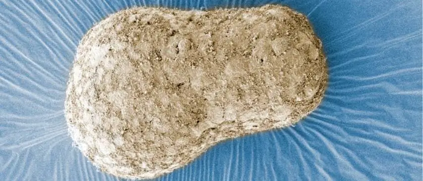 Image Image