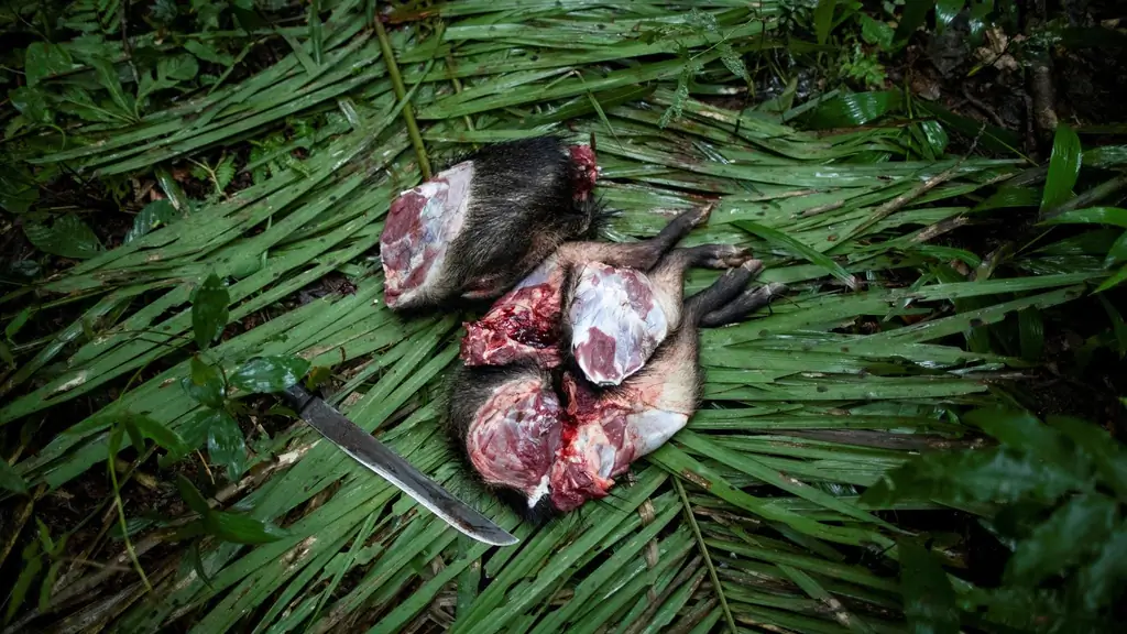 Бушмясо в Европе: риск эпидемий в багаже