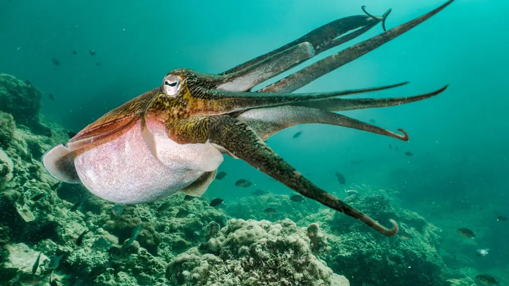Генная инженерия: осьминоги меняют свою генетическую структуру, когда думают