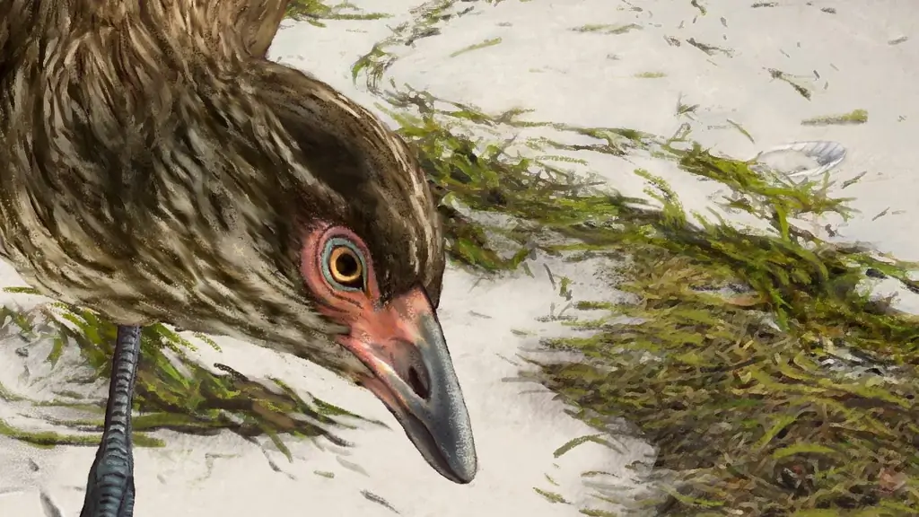 Ископаемые: Чудо-курица – старейшая современная птица