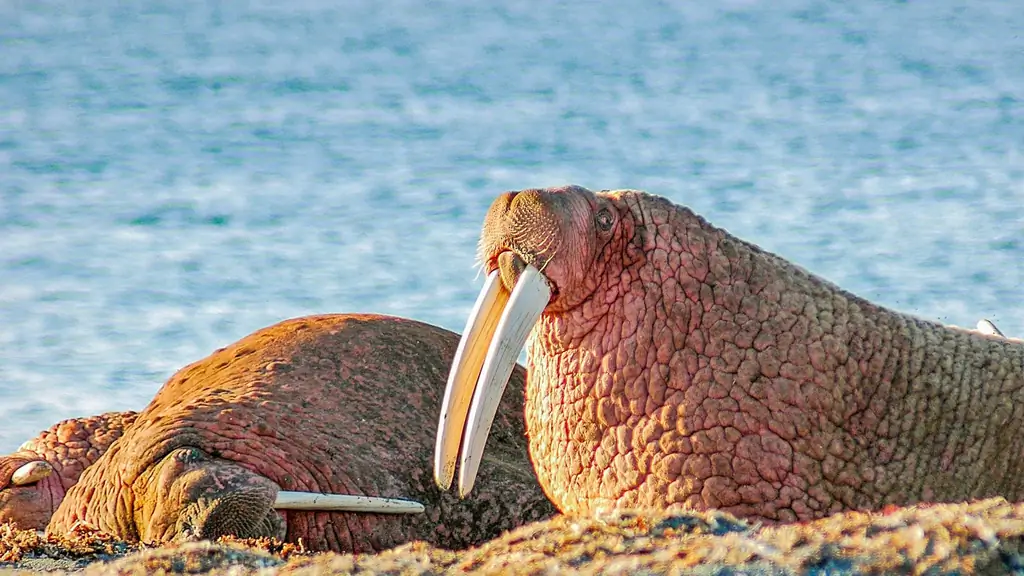 Средневековье: сначала исчезли моржи, затем гренландские викинги