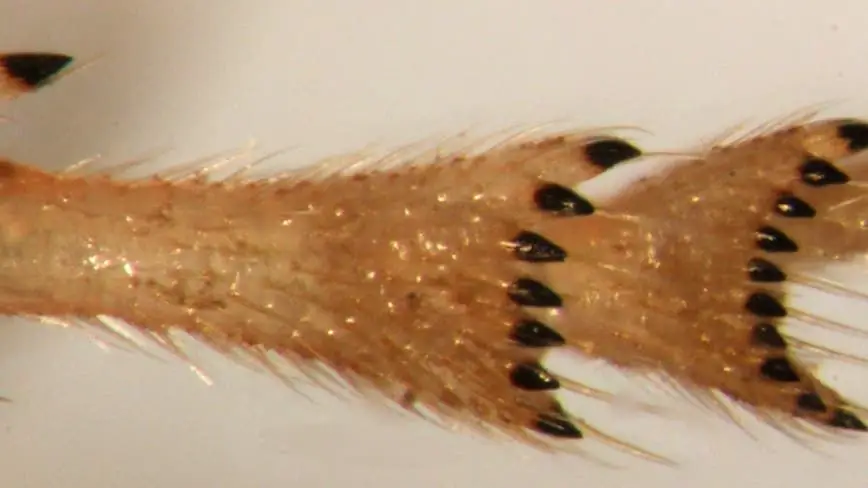 Анатомия насекомых: цикады