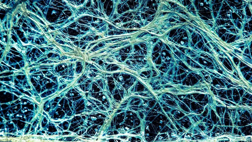 Недооцененная ботаника: сетевой мир растений