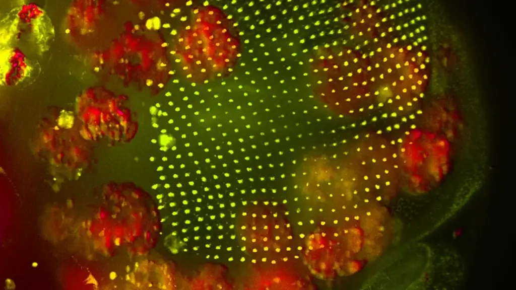 Оружие иммунной системы: жир поддерживает здоровье мух