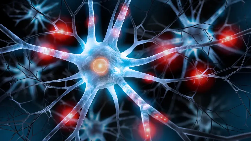 Исследования мозга в космосе: исследователи выращивают нервные клетки на МКС