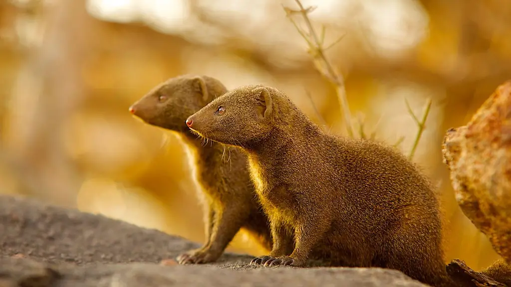 Социальные сообщества: мангусты тщательно и заботливо интегрируют иммигрантов