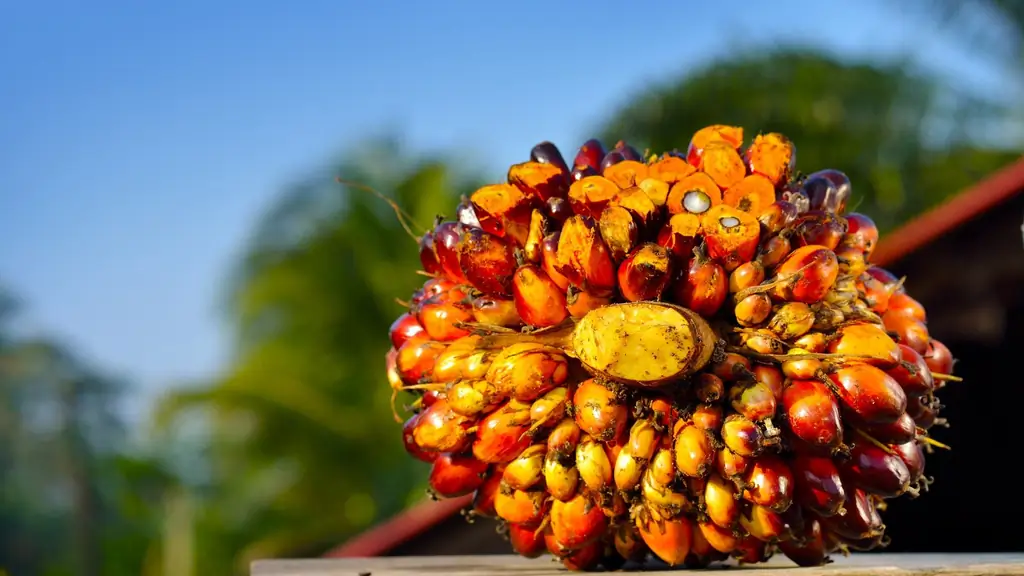 Репутацию масличной пальмы можно спасти благодаря генной инженерии