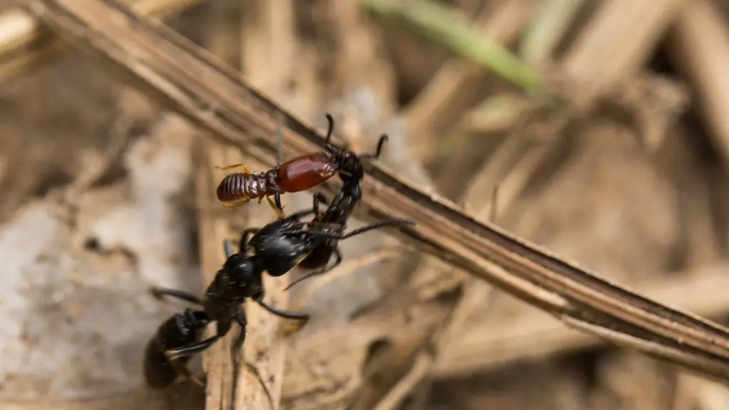 Муравьи: муравьи-медики спасают своих военных товарищей