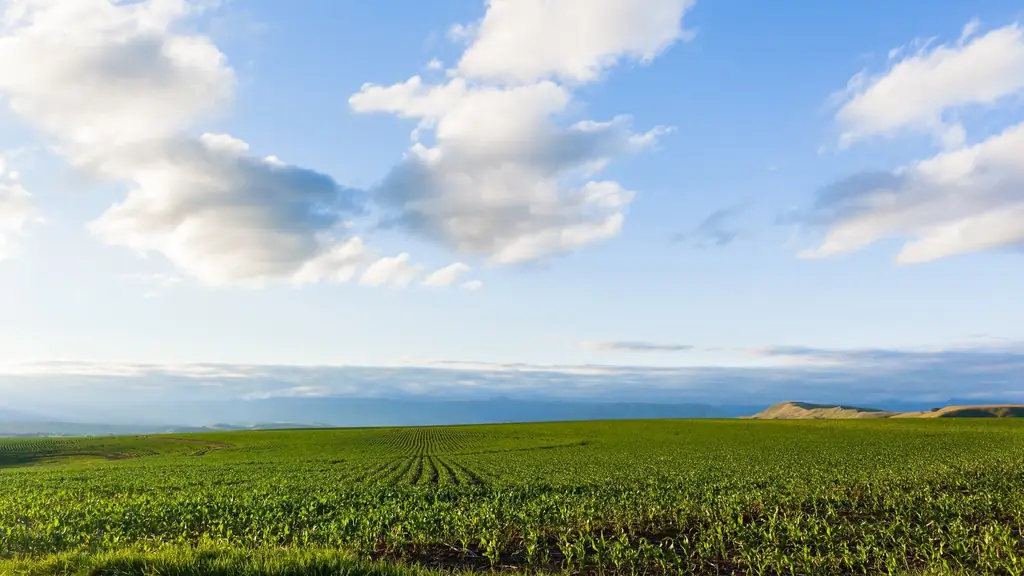 Завезенный вредитель: «Совка» объедает поля голыми