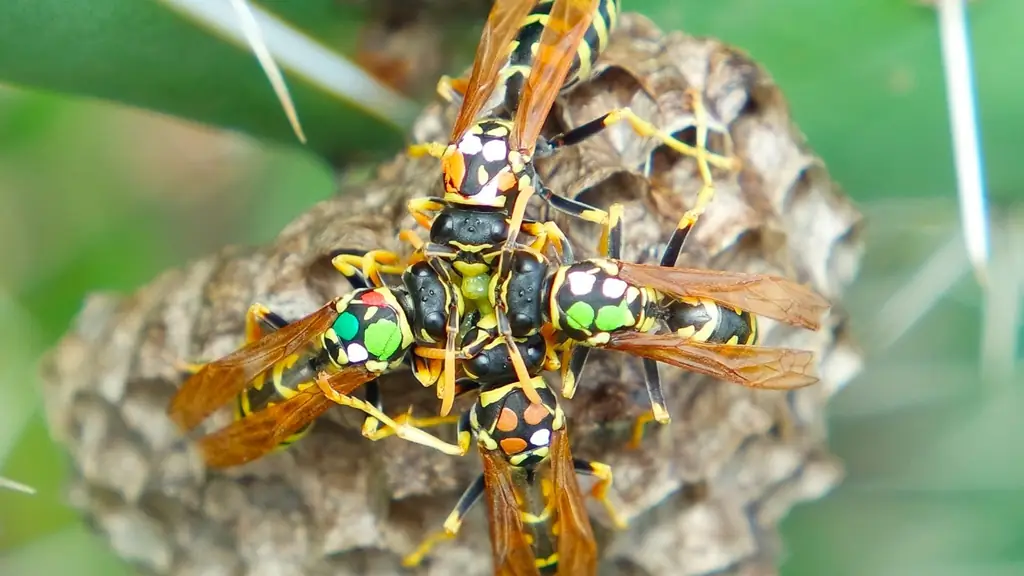 Ситуативное безделье: Даже осы знают свою рыночную цену
