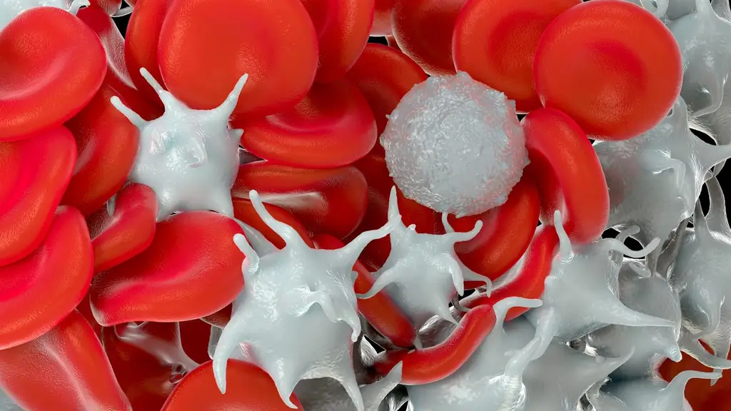 Лекарство от рака: тромбоциты контролируют анти