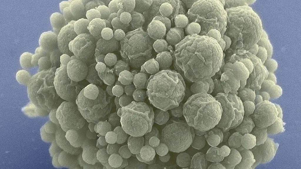 Синтетическая биология: В поисках минимального генома