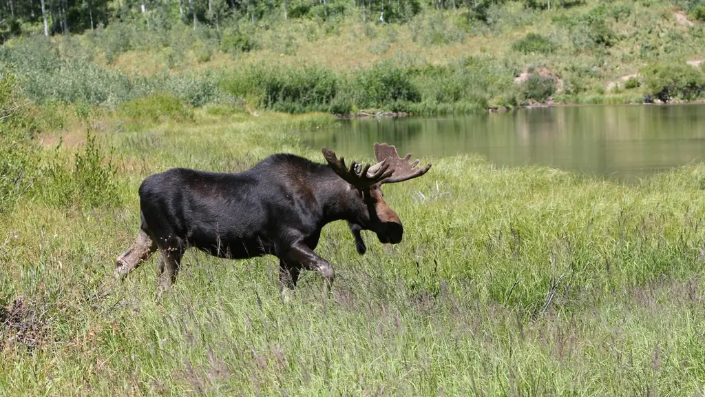 Лось в Германии: гигант на подъеме