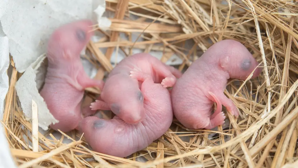 Депрессивное поведение после хронического стресса