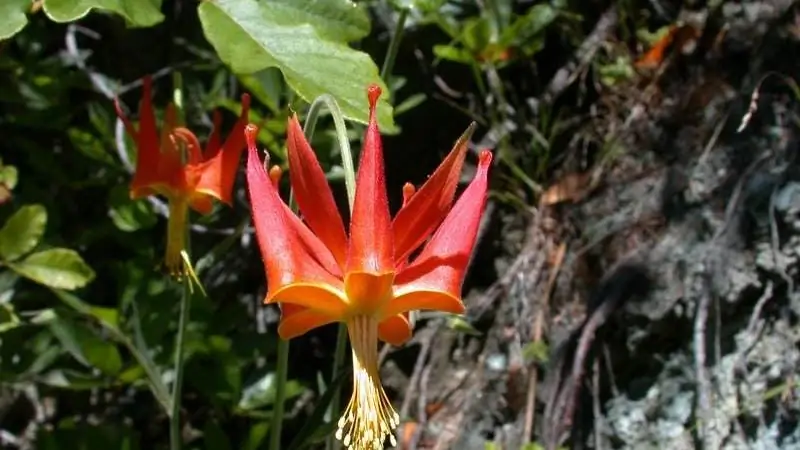 Ботаника: растение привлекает трупы насекомых