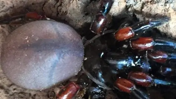 Биоразнообразие: золотое дно пауков в северной Австралии