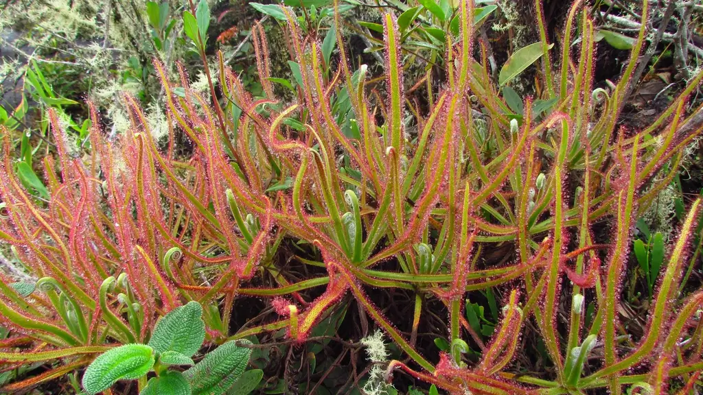 Новые виды: в Facebook обнаружено новое хищное растение