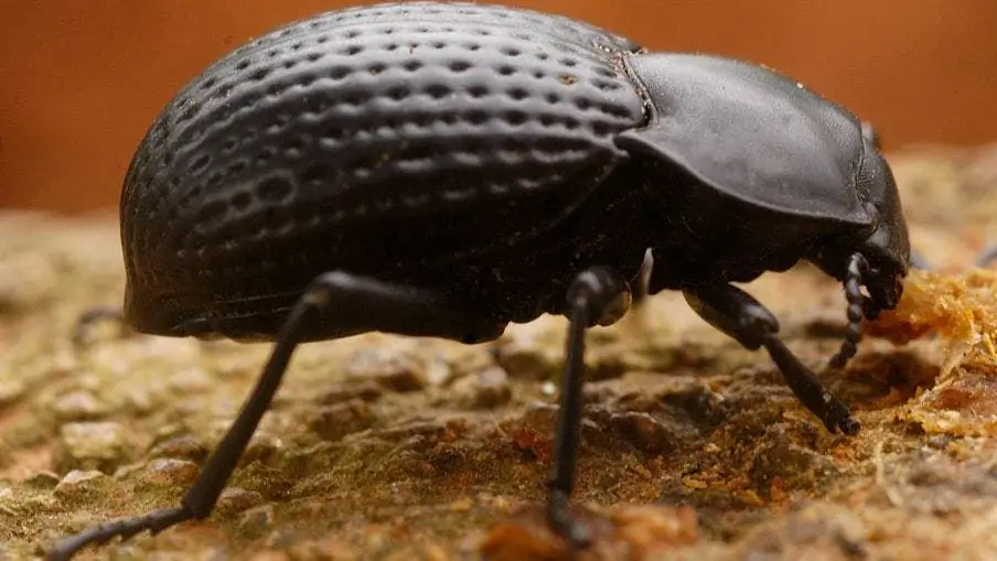 Как жук выживает в пустыне