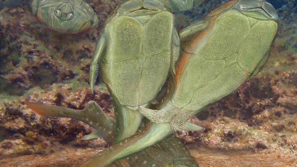 Рыбы совокупляются не менее 400 миллионов лет