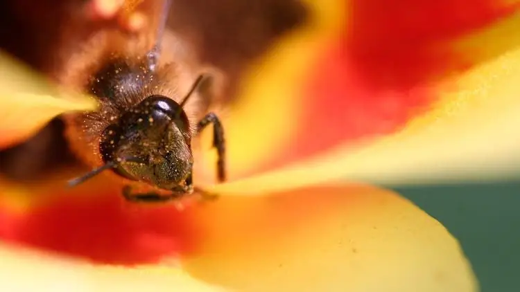 Пчелы спят отдельно в соответствии с профессиональными группами