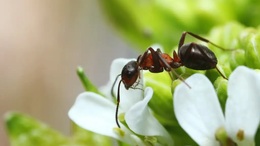 Муравьи бегают с задним приводом