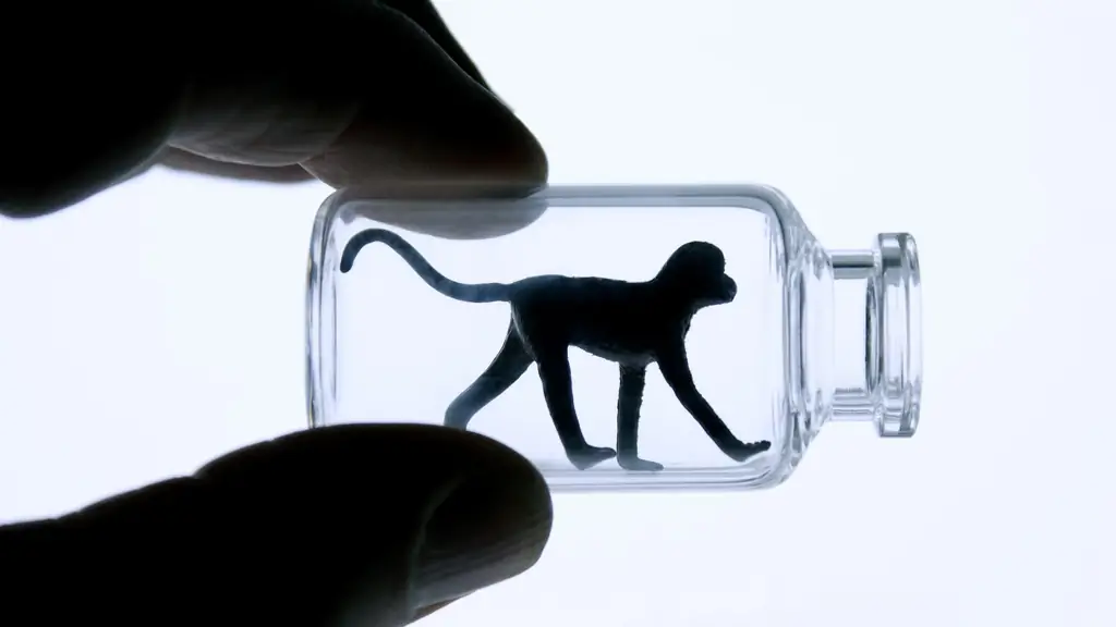 Должны ли эксперименты над обезьянами оставаться разрешенными?