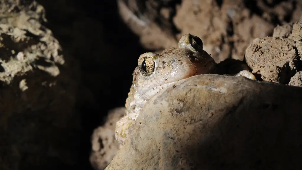 Frogkiller имеет естественных врагов