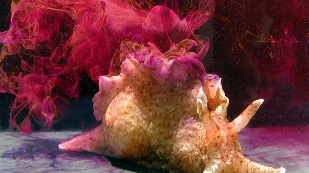 Морские слизни: Атака слизи забивает нос раков