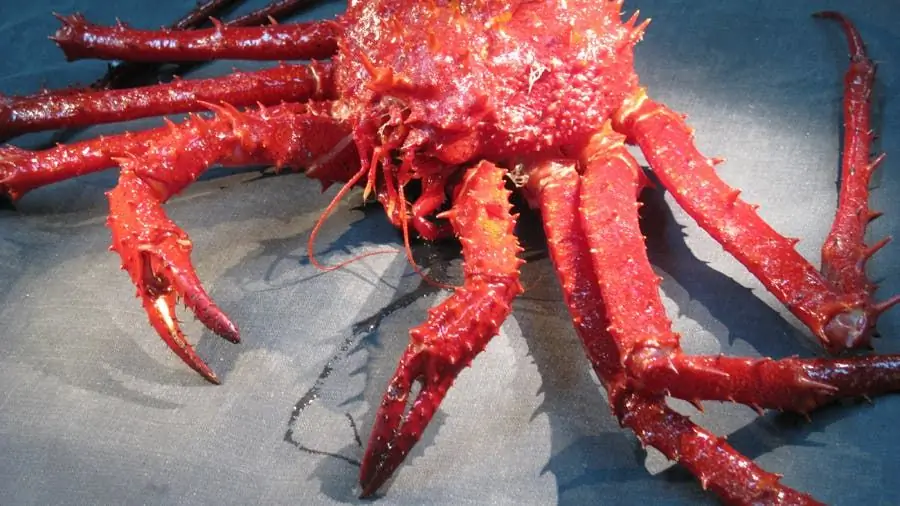 Экология: Ужас приходит на когти