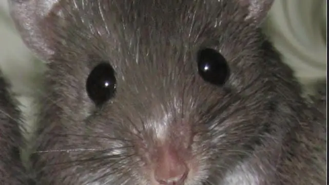 Анатомические хитрости: одноразовая кожа помогает колючим мышам сбежать