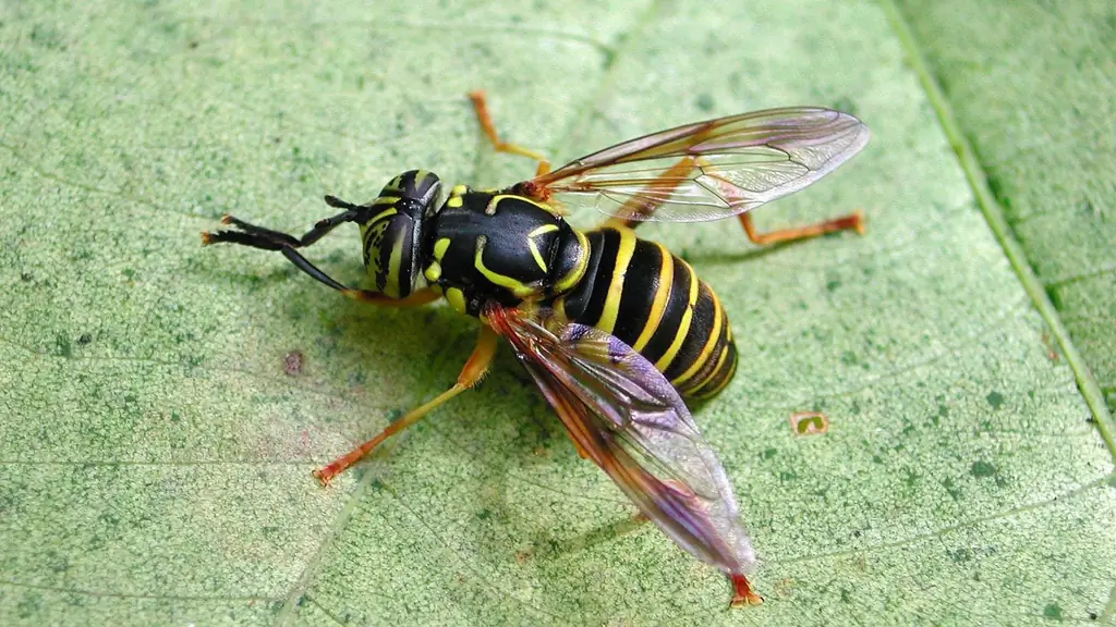 Мимикрия: маленькие подражатели не обязательно должны быть идеальными