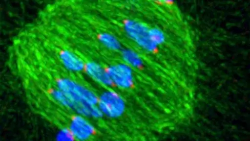 Деление клеток: разделение хромосом чрезвычайно подвержено ошибкам