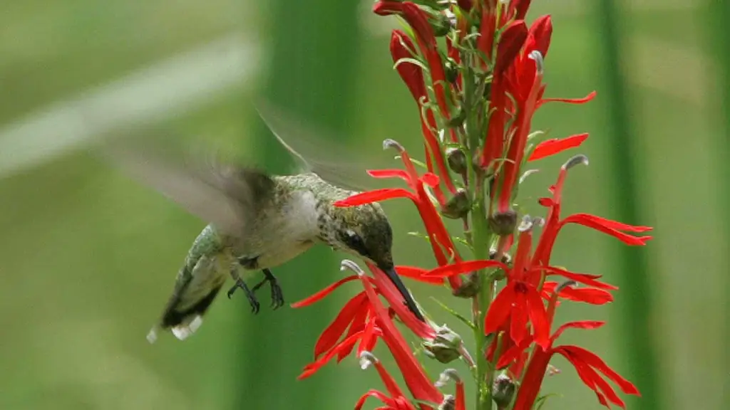 Орнитология: завернутый язык позволяет быстро пить