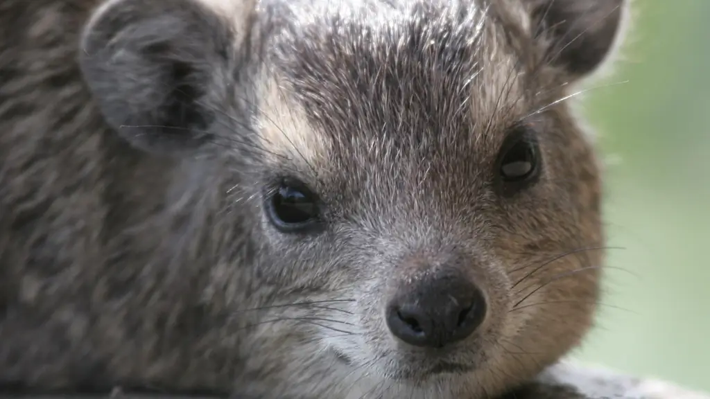 Реконструкция климата: моча каменного дамана как климатический архив