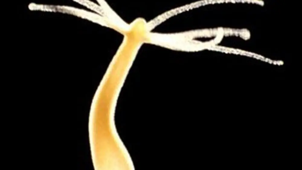 Иммунная система: Дар Матери защищает Гидру