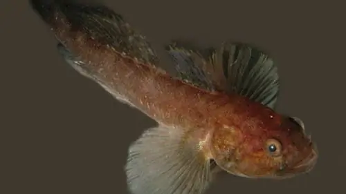 Экология: Спаситель из мертвого болота