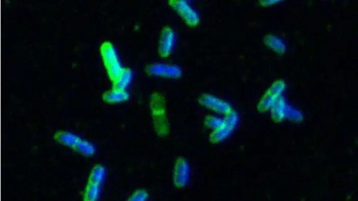 Иммунная система: сахарный зонтик защищает бактерии