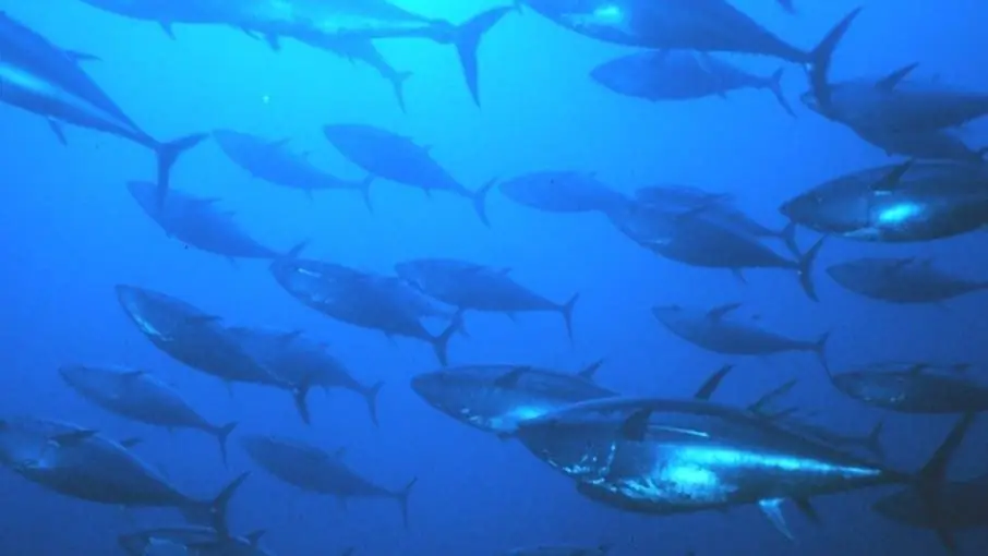 Загрязнение: Тунец